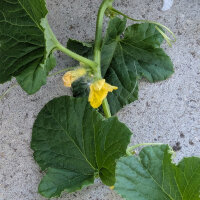 Netted melon Petit gris de Rennes (Cucumis melo) organic...