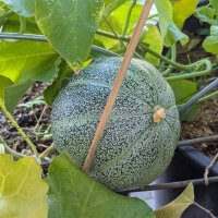 Netted melon Petit gris de Rennes (Cucumis melo) organic seeds