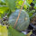 Netted melon Petit gris de Rennes (Cucumis melo) organic seeds