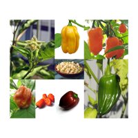 Habanero Chili Variety - Seed kit