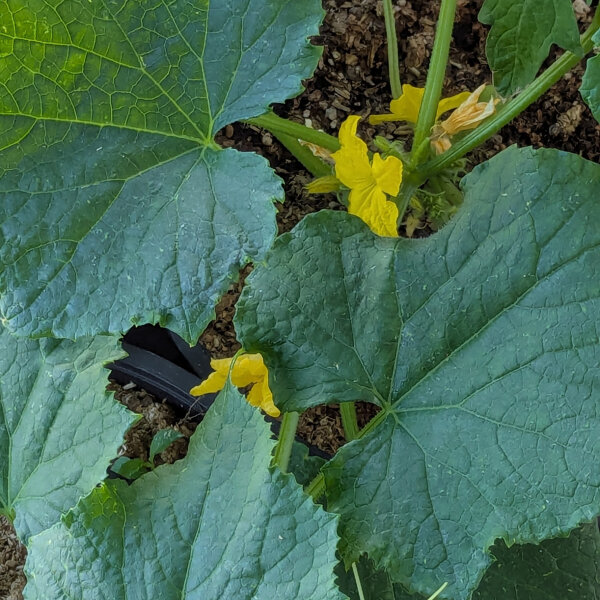 Netted cucumber Salome (Cucumis sativus) organic seeds