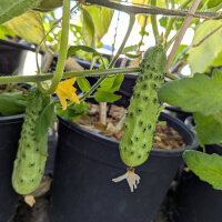 Netted cucumber Salome (Cucumis sativus) organic seeds