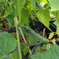Netted cucumber Salome (Cucumis sativus) organic seeds