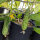 Netted cucumber Salome (Cucumis sativus) organic seeds