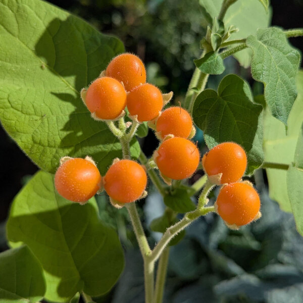 Dwarf Tamarillo (Solanum abutiloides) seeds