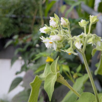 Dwarf Tamarillo (Solanum abutiloides) seeds