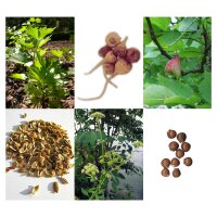 Herbs Of Love &  Romance - Seed kit