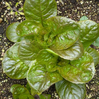 Winter lettuce Baquieu (Lactuca sativa) organic seeds