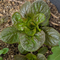 Winter lettuce Baquieu (Lactuca sativa) organic seeds