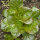 Winter lettuce Baquieu (Lactuca sativa) organic seeds