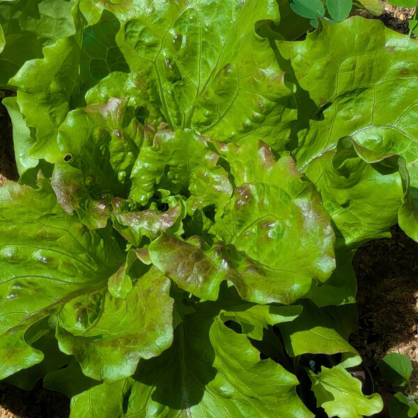 Minigarden Semi Di Lattuga Maravilla De Verano Biologici, Certificati UE, 1500-2100 Semi Per Orto E Vaso, Coltivazione Facile