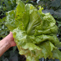 Batavia lettuce Maravilla de Verano (Lactuca sativa) seeds