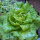 Batavia lettuce Maravilla de Verano (Lactuca sativa) seeds