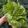 Batavia lettuce Maravilla de Verano (Lactuca sativa) seeds