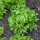 Iceberg Lettuce Ice Queen (Lactuca sativa) Seeds