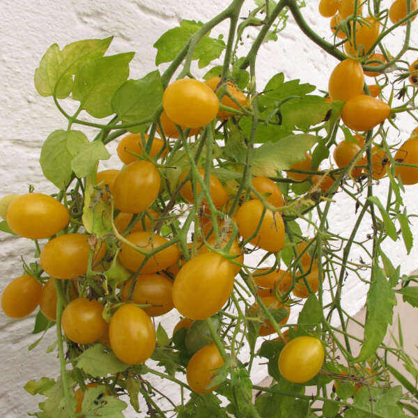 Tomato Dattelwein (Solanum lycopersicum) seeds