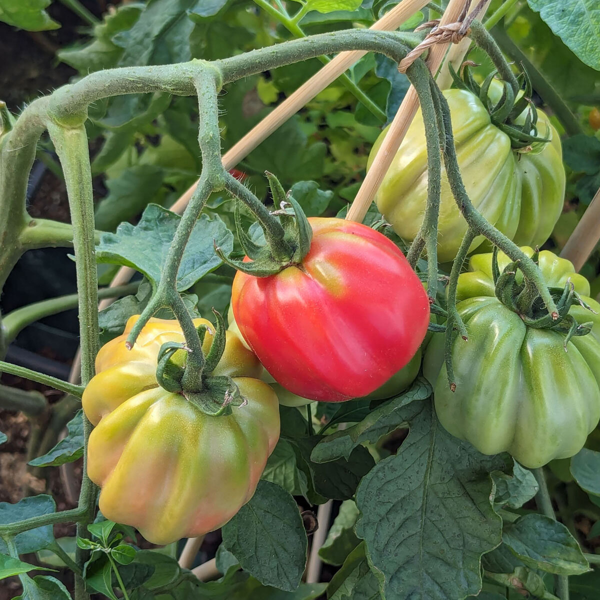 Zahnradtomate Organic Seeds - Traditional Processing Tomato