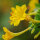 Four o’clock flower (Mirabilis jalapa) seeds