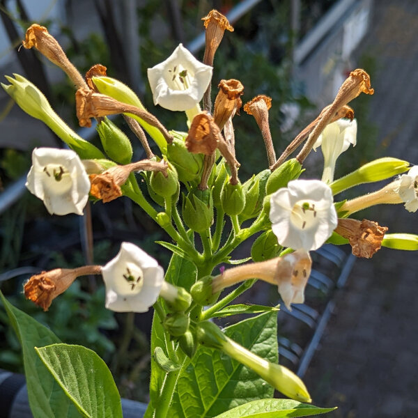 bafra tobacco Baffra Basma tobacco seeds