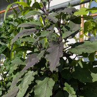 Aubergine Tarim (Solanum melongena) organic seeds