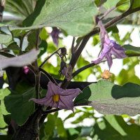 Aubergine Tarim (Solanum melongena) organic seeds