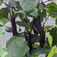 Aubergine Tarim (Solanum melongena) organic seeds