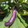 Aubergine Tarim (Solanum melongena) organic seeds