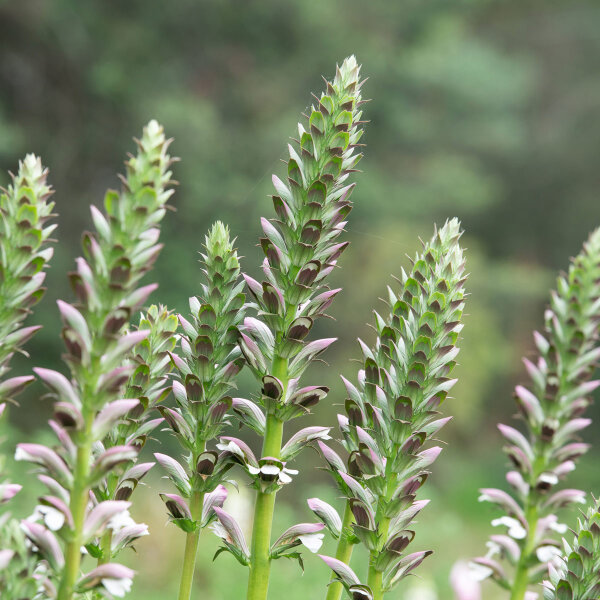 Bear’s breeches (Acanthus mollis) seeds