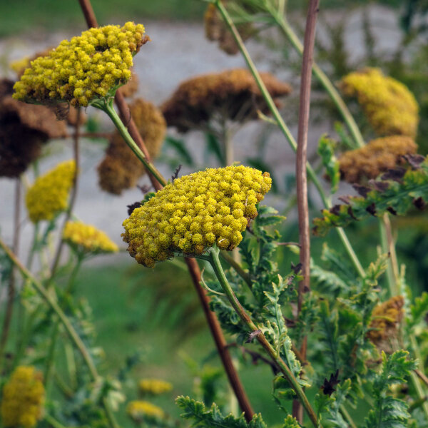 Golden Yarrow Cloth of Gold (Achillea filipendulina) seeds