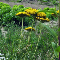 Golden Yarrow Cloth of Gold (Achillea filipendulina) seeds