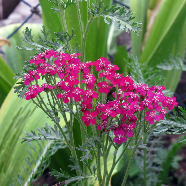 Red Yarrow Cerise Queen (Achillea millefolium) Seeds