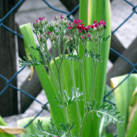 Red Yarrow Cerise Queen (Achillea millefolium) Seeds