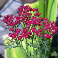 Red Yarrow Cerise Queen (Achillea millefolium) Seeds
