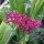 Red Yarrow Cerise Queen (Achillea millefolium) Seeds