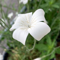 White corncockle ‘Ocean Pearls’ (Agrostemma...