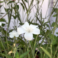 White corncockle ‘Ocean Pearls’ (Agrostemma githago) seeds