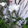 White corncockle ‘Ocean Pearls’ (Agrostemma githago) seeds