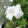 White corncockle ‘Ocean Pearls’ (Agrostemma githago) seeds