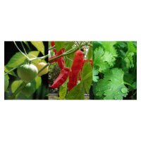 Mexican Salsa - Seed kit