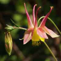 Red Columbine (Aquilegia canadensis) Seeds
