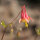 Red Columbine (Aquilegia canadensis) Seeds