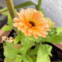 Salmon Pink Pot Marigold Pink Surprise (Calendula officinalis) Seeds