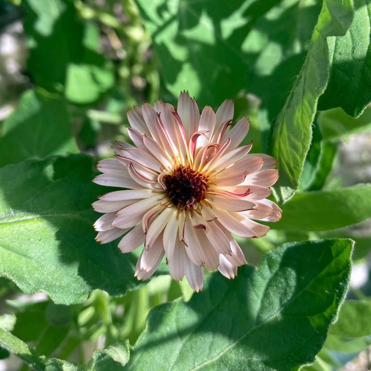 Pot Marigold 'Touch of Red Buff' Seeds - apricot flowers