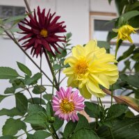 Tall Dahlia Mix Decorative Giants (Dahlia variabilis) Seeds