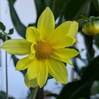Tall Dahlia Mix Decorative Giants (Dahlia variabilis) Seeds