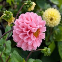 Pompom Dahlia Mix (Dahlia variabilis) seeds