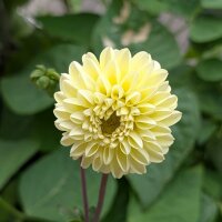 Pompom Dahlia Mix (Dahlia variabilis) seeds