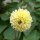 Pompom Dahlia Mix (Dahlia variabilis) seeds