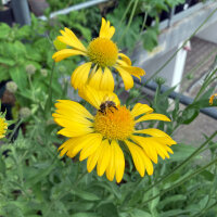 Yellow Blanket Flower Aurea Pura (Gaillardia aristata) seeds