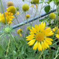 Yellow Blanket Flower Aurea Pura (Gaillardia aristata) seeds